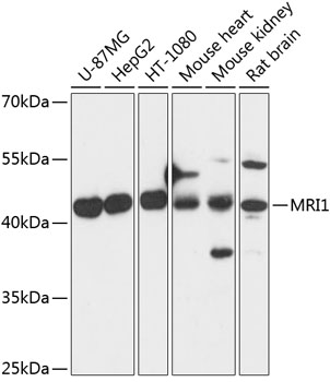 a09725 mri1 primary antiboties wb testing 1