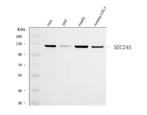  Western blot analysis of SEC24A using anti-SEC24A antibody (A09726-1)