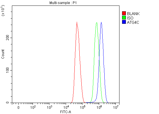  Flow Cytometry analysis of U251 cells using anti-ATG4C antibody (A09728-2)