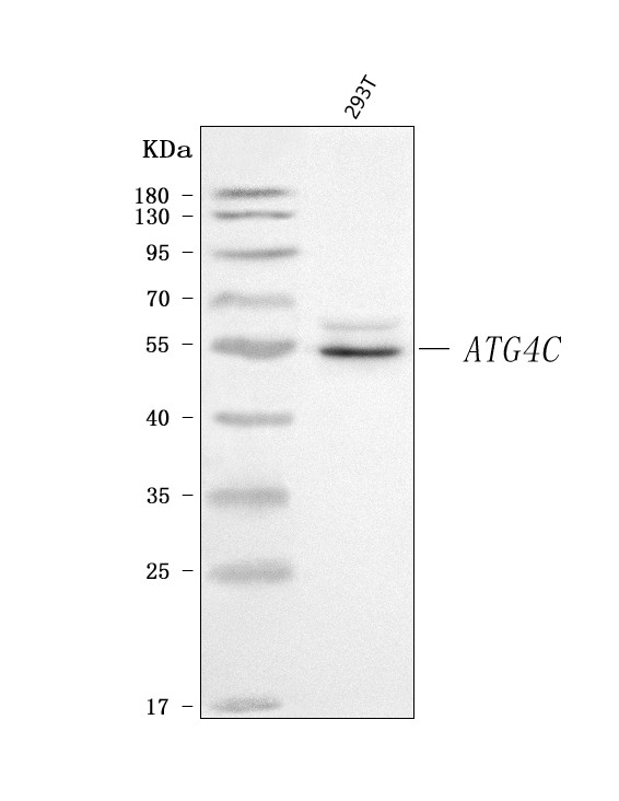  Western blot analysis of ATG4C using anti-ATG4C antibody (A09728-2)