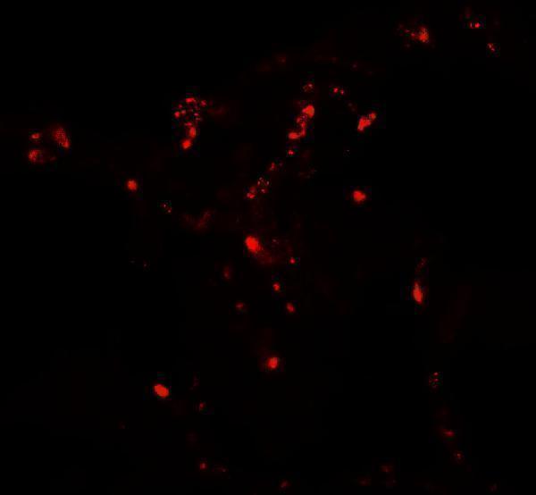 a09728 atg4c primary antibodies if testing 3