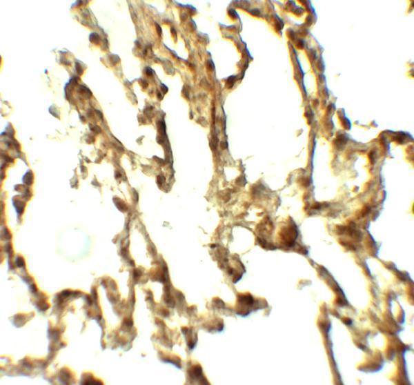 a09728 atg4c primary antibodies ihc testing 2