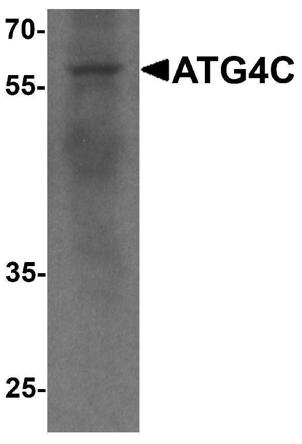 a09728 atg4c primary antibodies wb testing 1