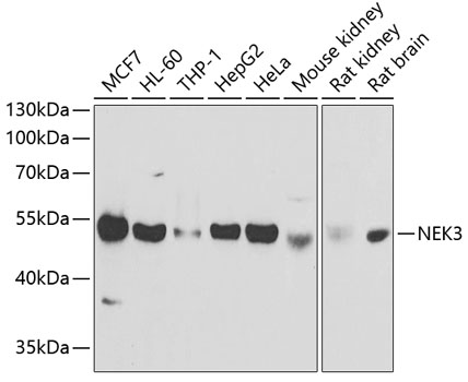 a09729 nek3 primary antiboties wb testing 1
