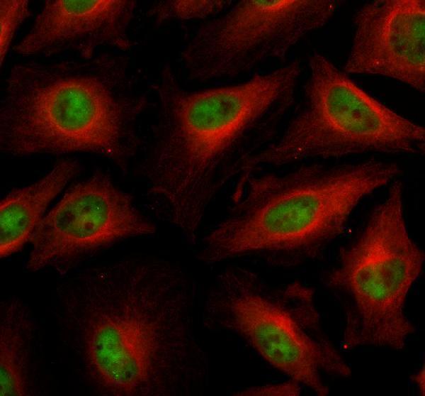 IF analysis of DUSP23 using anti-DUSP23 antibody (A09732) and anti-Alpha Tubulin antibody (M03989-3)