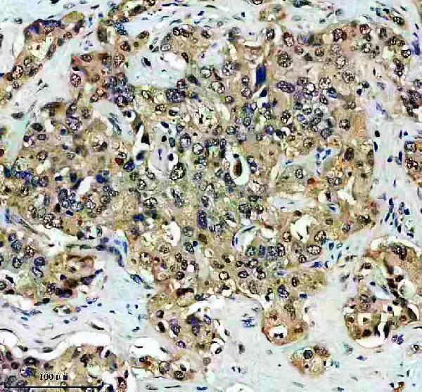 IHC analysis of DUSP23 using anti-DUSP23 antibody (A09732)