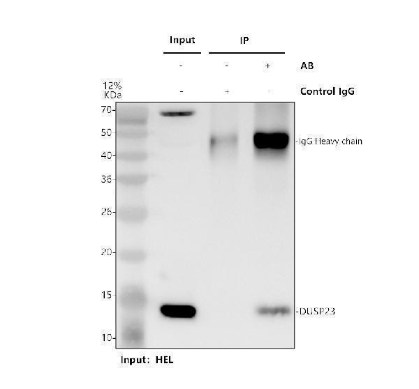 a09732 dusp23 primary antibodies ip testing 1