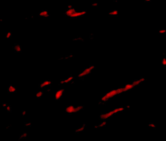 Immunofluorescence of Slc22A17 in rat kidney tissue tissue with Slc22A17 antibody at 20 μg/mL