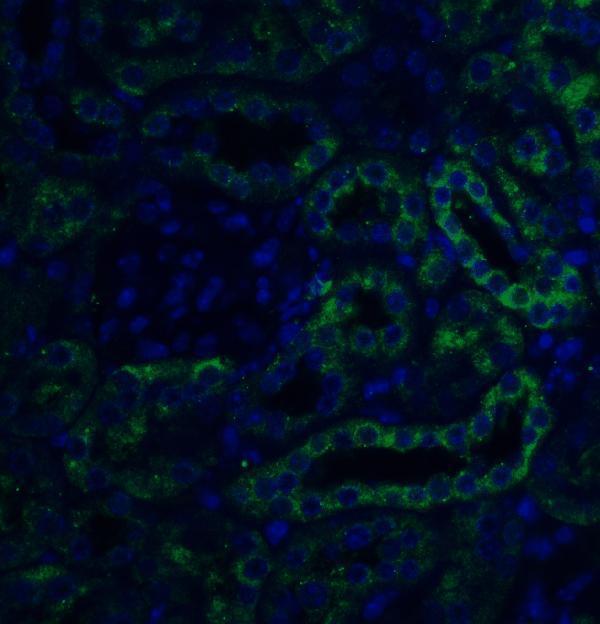Immunofluorescence of SLC22A17 in mouse kidney tissue with SLC22A17 antibody at 20 μg/ml