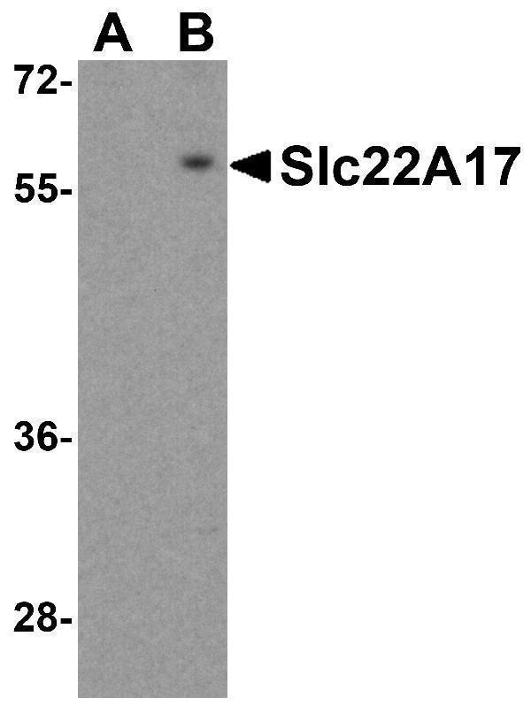 Western blot analysis of Slc22A17 in SK-N-SH lysate with Slc22A17 antibody at 0