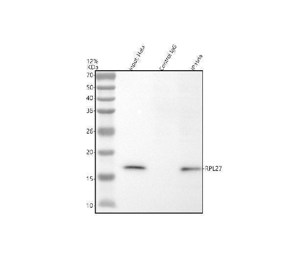 a09736 2 rpl27 primary antibodies ip testing 6