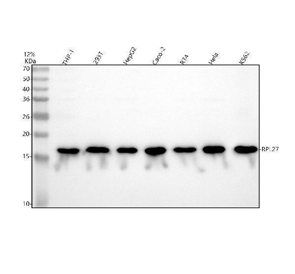 a09736 2 rpl27 primary antibodies wb testing 1