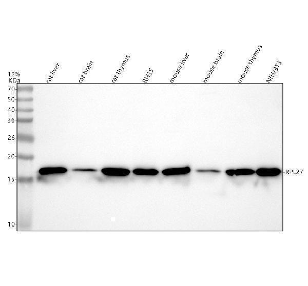 a09736 2 rpl27 primary antibodies wb testing 2