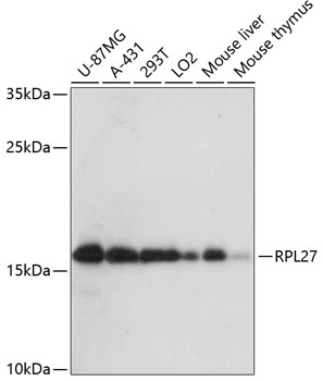 a09736 rpl27 primary antiboties wb testing 1