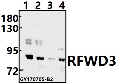 a09738 1 rfwd3 primary antiboties wb testing 1