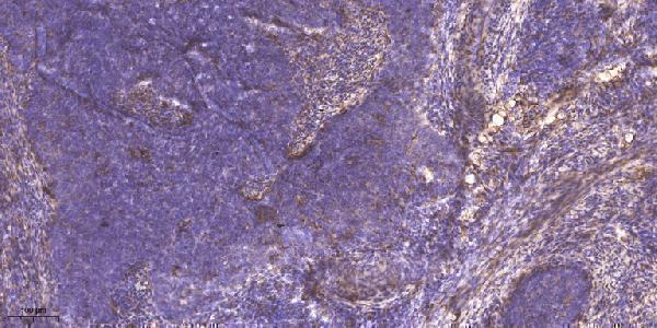 a09739 myoz2 primary antibodies ihc testing 1