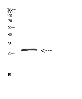 a09739 myoz2 primary antibodies wb testing 2