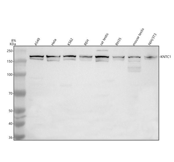 a09741 1 kntc1 primary antibodies wb testing 1