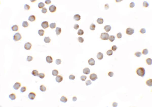 a09742 higd1a primary antibodies icc testing 2