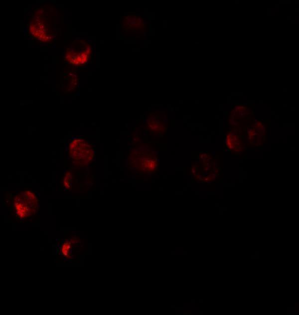 a09742 higd1a primary antibodies if testing 3