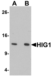 a09742 higd1a primary antibodies wb testing 1