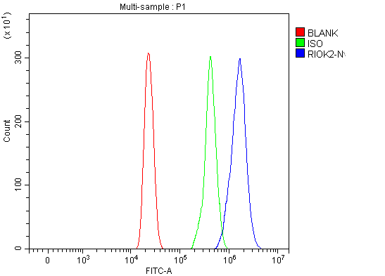  Flow Cytometry analysis of HL-60 cells using anti-RIOK2 antibody (A09743-1)