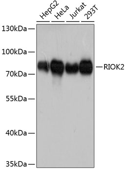 Western blot analysis of extracts of various cell lines, using RIOK2 antibody  at 1:3000 dilution
