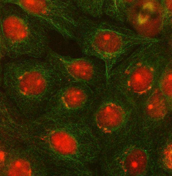  IF analysis of OTUD5 using anti-OTUD5 antibody (A09744-1) and anti-Beta Tubulin antibody (M01857-3)