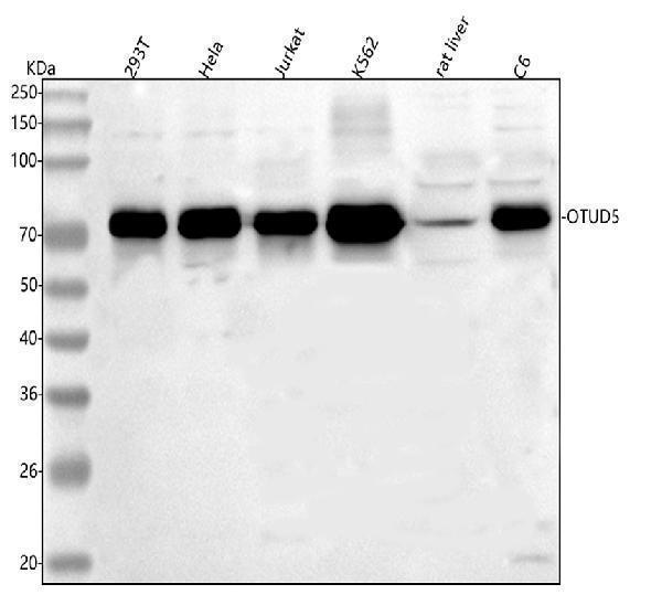  Western blot analysis of OTUD5 using anti-OTUD5 antibody (A09744-1)