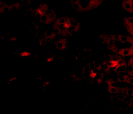 Immunofluorescence of OTUD5 in Human Kidney cells with OTUD5 antibody at 20 μg/mL