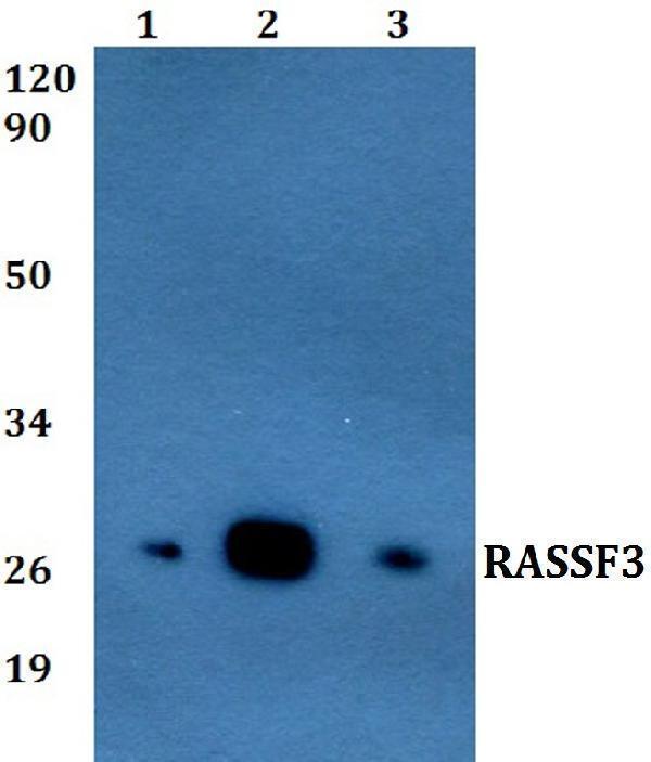 a09746 rassf3 primary antiboties wb testing 1