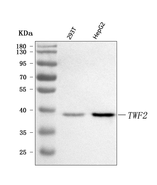  Western blot analysis of TWF2 using anti-TWF2 antibody (A09748-1)