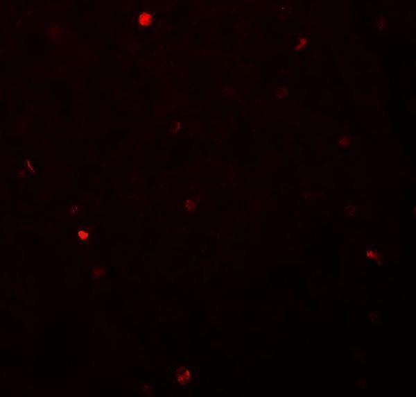 a09751 1 foxh1 primary antibodies if testing 2