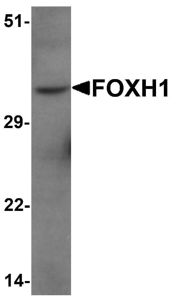 a09751 1 foxh1 primary antibodies wb testing 1