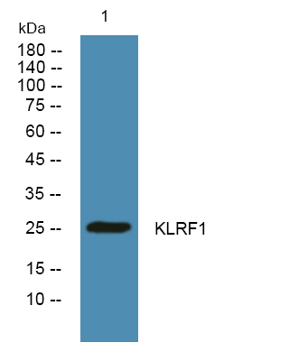 a09753 klrf1 primary antibodies wb testing 1