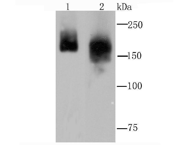 a09754 cltcl1 primary antiboties wb testing 1