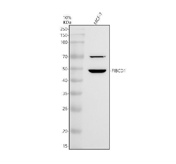 a09761 1 fibcd1 primary antibodies wb testing 1