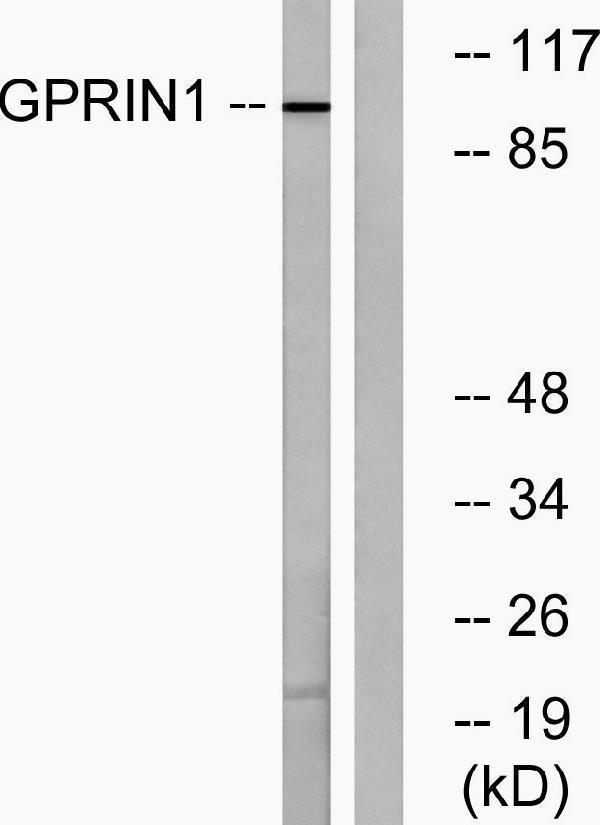 a09764 gprin1 primary antibodies wb testing 1