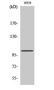a09764 gprin1 primary antibodies wb testing 2