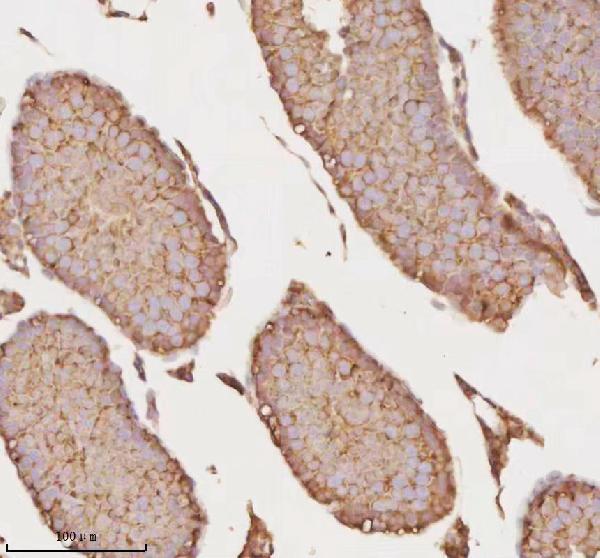 a09767 1 micall1 primary antibodies ihc testing 11
