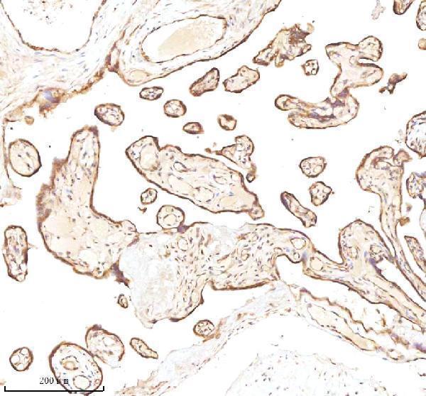 a09767 1 micall1 primary antibodies ihc testing 6