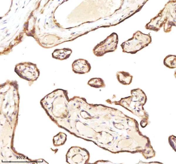 a09767 1 micall1 primary antibodies ihc testing 7