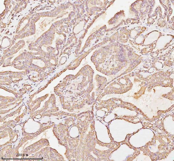 a09767 1 micall1 primary antibodies ihc testing 8