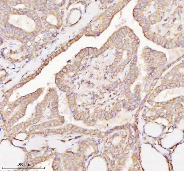 a09767 1 micall1 primary antibodies ihc testing 9