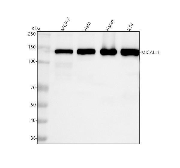  Western blot analysis of MICALL1 using anti-MICALL1 antibody (A09767-1)