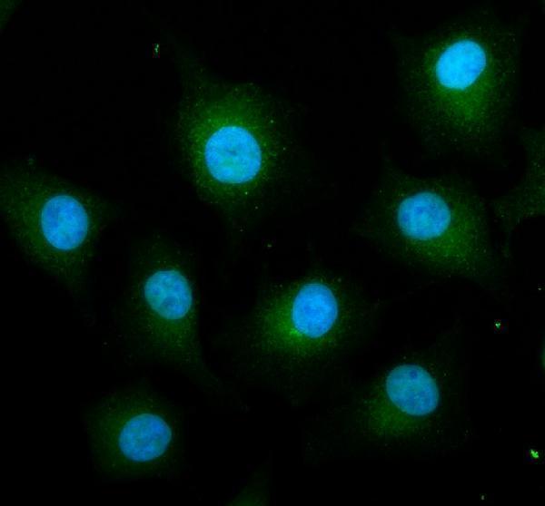 IF analysis of DCBLD2 using anti-DCBLD2 antibody (A09768)