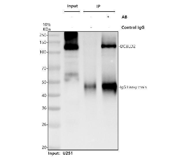 a09768 dcbld2 primary antibodies ip testing 1
