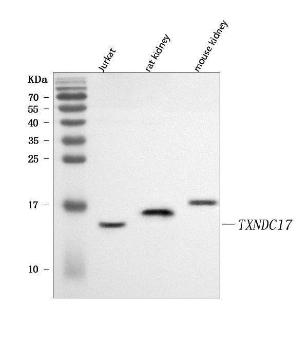  Western blot analysis of TXNDC17 using anti-TXNDC17 antibody (A09772-1)