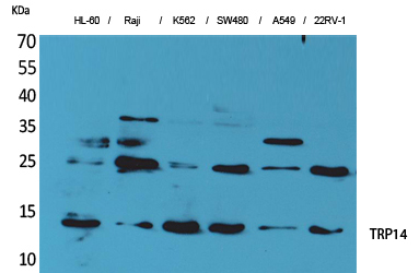 a09772 txndc17 primary antibodies wb testing 1