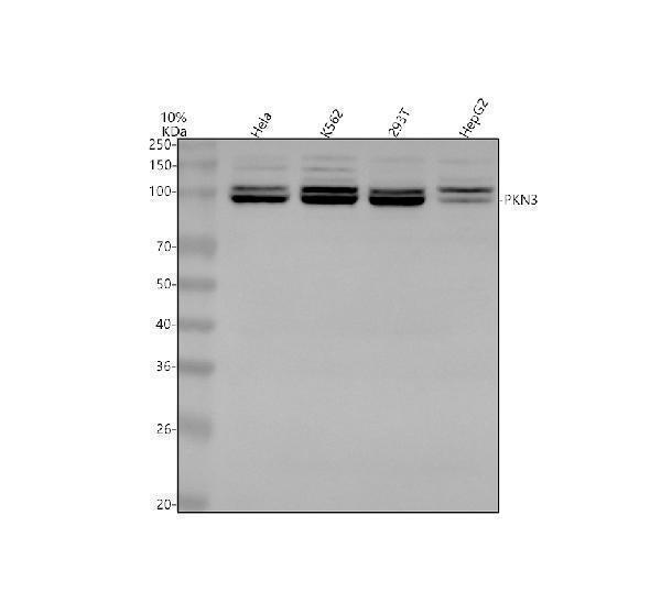  Western blot analysis of PKN3 using anti-PKN3 antibody (A09775-1)